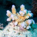 DSCF8395 kulickaty koral - detail